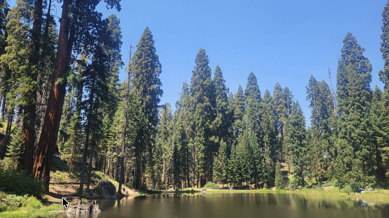 A pond in Balch Park inside of the Mountain Home Demonstration State Forest