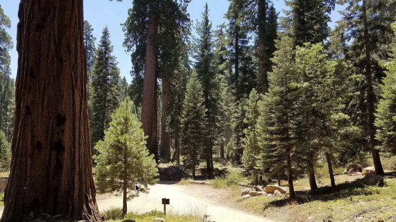 A mixed forest of sequoia, pine, and fir trees in Mountain Home Demonstration State Forest in California