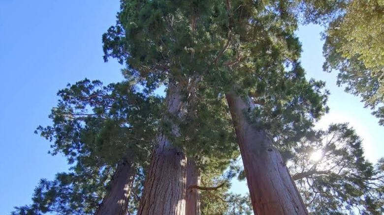 Towering sequoia trees in Mountain Home Demonstration State Forest