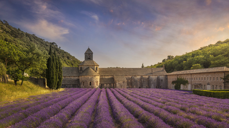 Abbaye Notre-Dame de Sénanque with its lavender field at sunrise