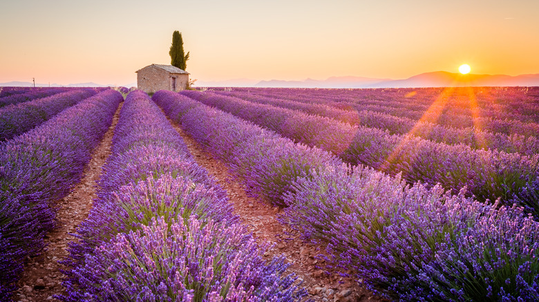 lavendar fields at sunset