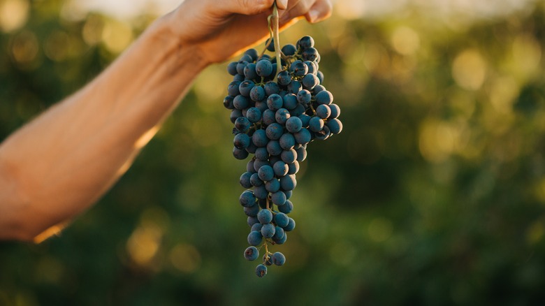 Hand holding a fresh picked bunch of red grapes