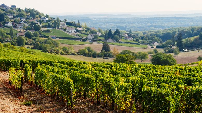 Row of grape vines in the Loire Valley