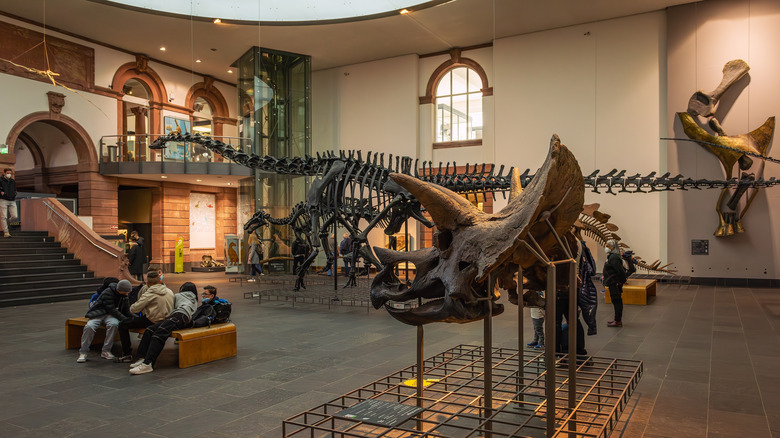 Dinosaur bones displayed inside Senckenberg Nature Museum