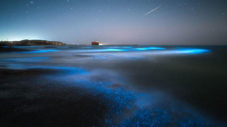 An example of bioluminescent water on a beach
