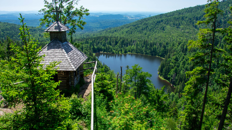 A view of the forest in Bayrischer Wald National Park
