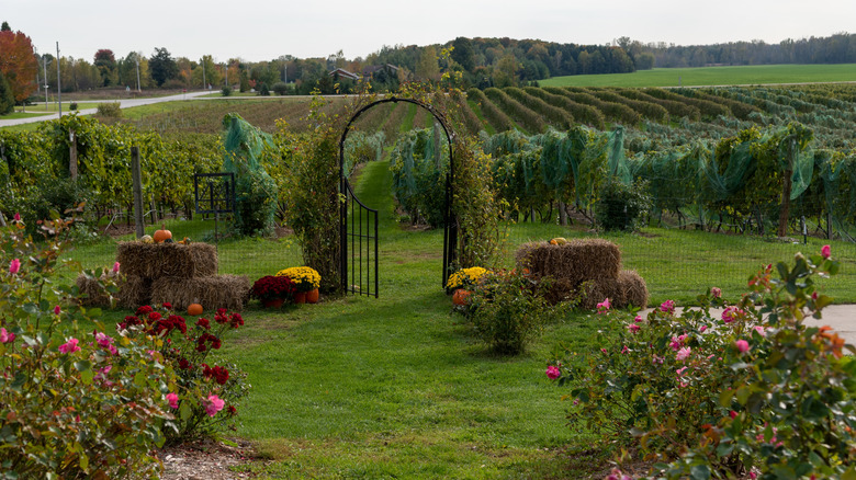 A Wisconsin winery in the Driftless region of the state