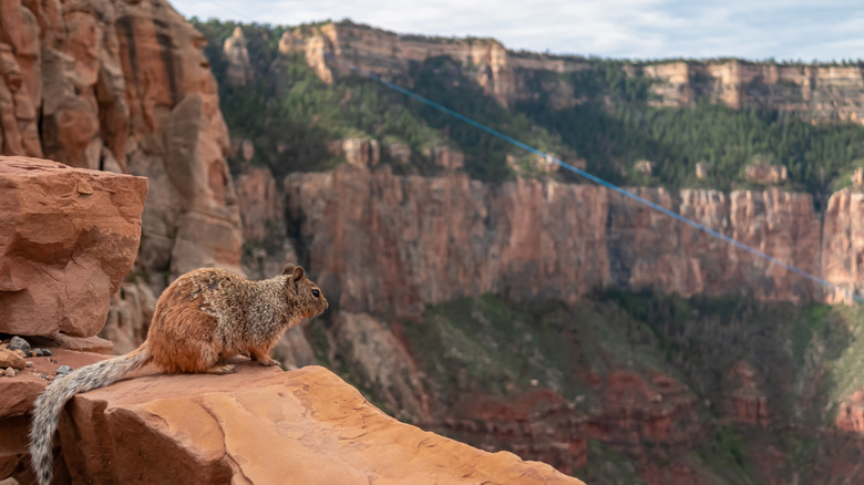 Squirrel perched on a red rock ledge overlooking the trees of the South Rim, Grand Canyon