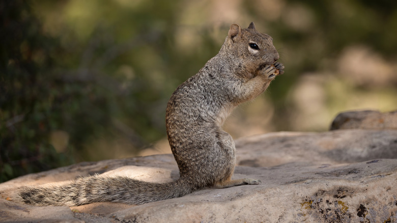 Rock squirrel sitting on a rock in the desert of Arizona