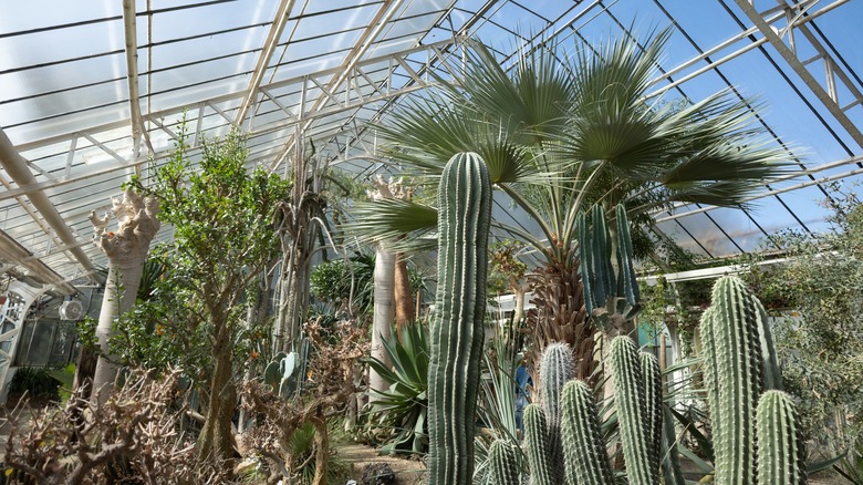 Cacti and palms in the greenhouse at Heidelberg Botanic Garden