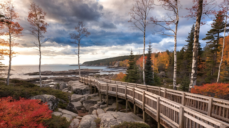 Fall Foliage on Jesup Trail Boardwalk in Acadia National Park, Maine