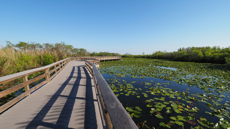 The Anhinga Trail boardwalk over a pond covered with water lilies in Everglades National Park, Florida