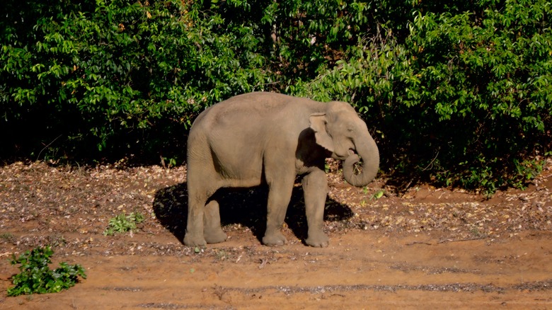 Elephant at the Periyar Tiger Reserve
