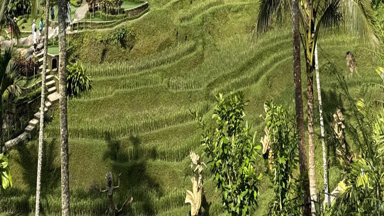 Brunette woman in a purple skirt on the Angel Swing at Alas Harum Bali, with foliage and "Alas Harum Bali" sign in the background