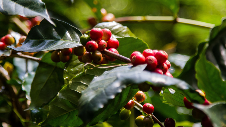 Red coffee beans cherries on a branch of coffee tree at Mount Puntang West Java