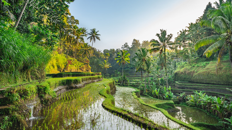 Picturesque rice terraces and palm trees in Tegallalang, Bali, Indonesia