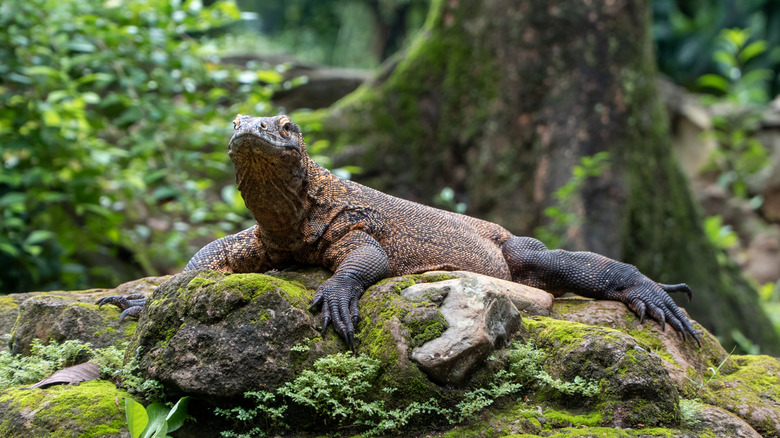 Giant Komodo dragon lizard sunbathing on a mossy rock at Komodo National Park in Indonesia