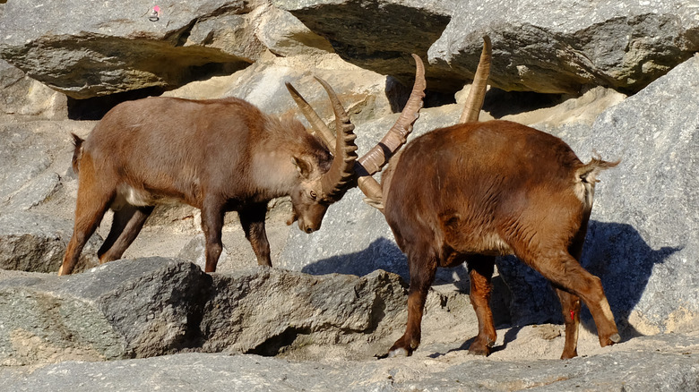 Two Alpine ibexes locking horns at the Alpenzoo in Innsbruck