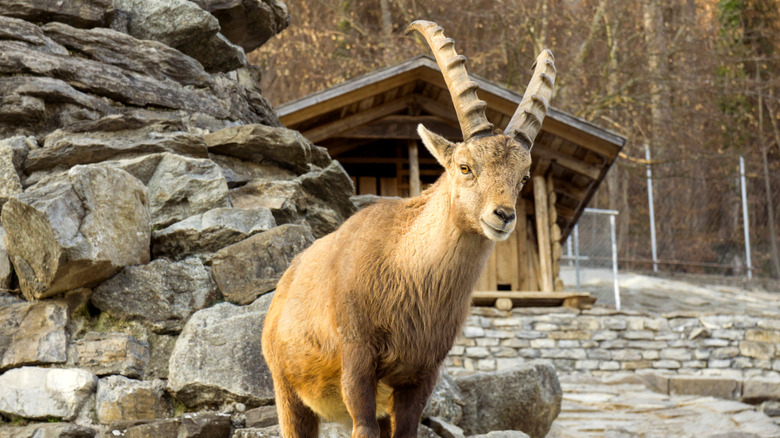 Ibex standing on a rock