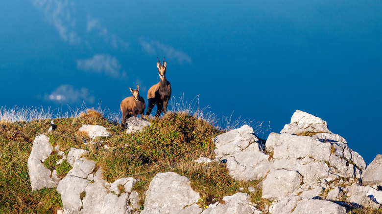 Two chamois standing atop a craggy cliff