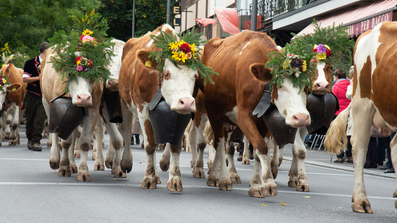 A heard of cows decorated with bells and flowers for an annual festival
