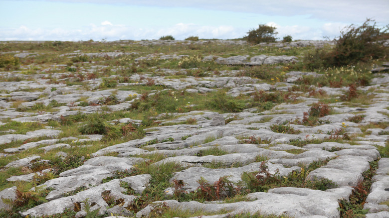 Close-up view of the surreal limestone landscape at The Burren in County Clare, Ireland