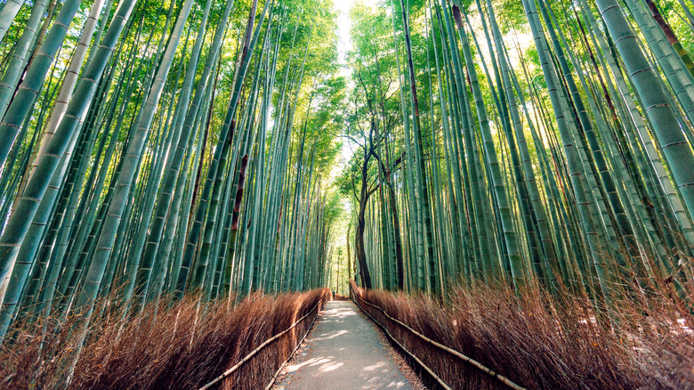 Looking up at the Arashiyama Bamboo Grove