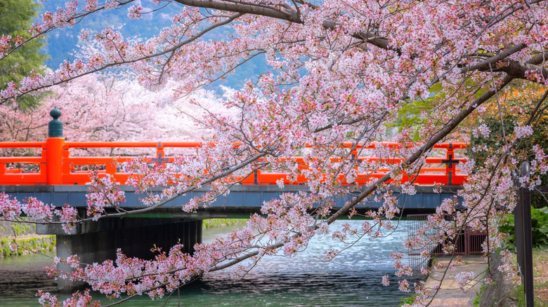 Full bloom cherry blossom Kyoto, Japan