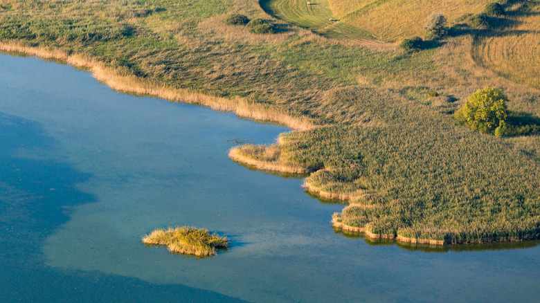 Reeds on the shore at Wollmatinger Ried, Lake Constance