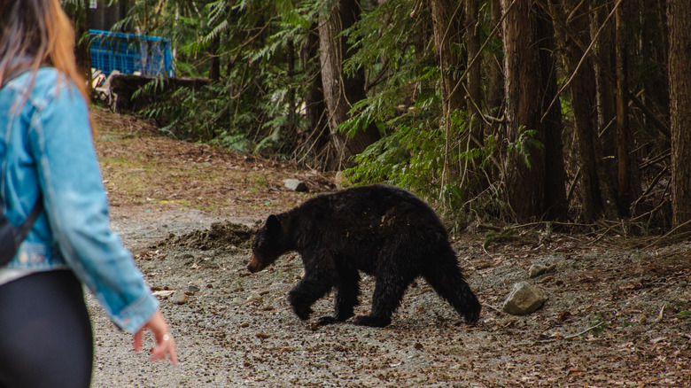 A woman faces a black bear crossing in front of her in British Columbia, Canada