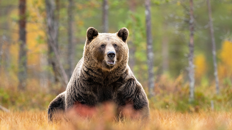 A large brown bear sits in a meadow