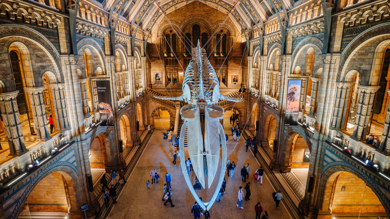 Interior view of the Natural History Museum featuring a suspended blue whale skeleton
