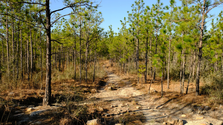 The Backbone trail in Louisiana