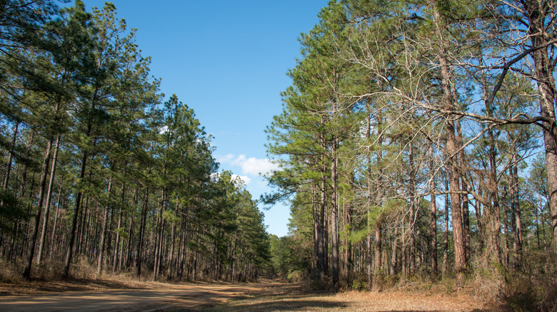A trail running through the Kisatchie National Forest in Louisiana