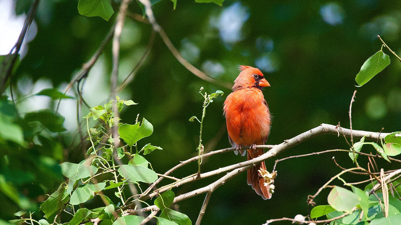 Northern Cardinal sitting in a tree in the Kisatchie National Forest