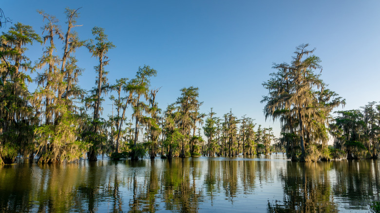 Lake Martin at Cypress Island Preserve, Breaux Bridge