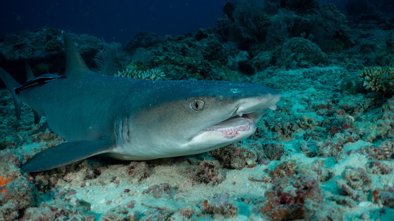A white-tip Reef Shark at Sipadan Island