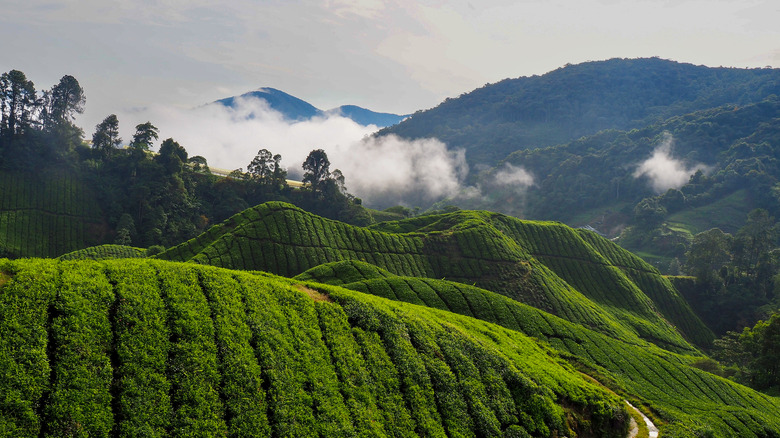 Mist over a tea plantation in the Cameron Highlands