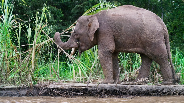 A Bornean pygmy elephant along the Kinabatangan River