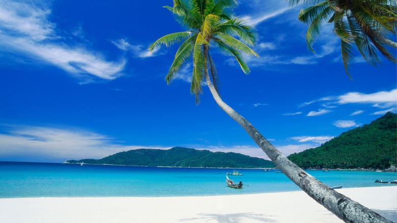 Palm trees on the beach on Perhentian Kecil