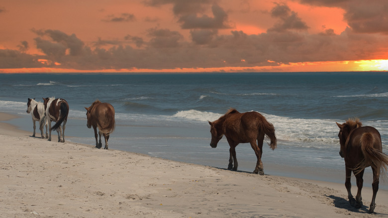 Wild horses on the sands of Assateague Island, Maryland