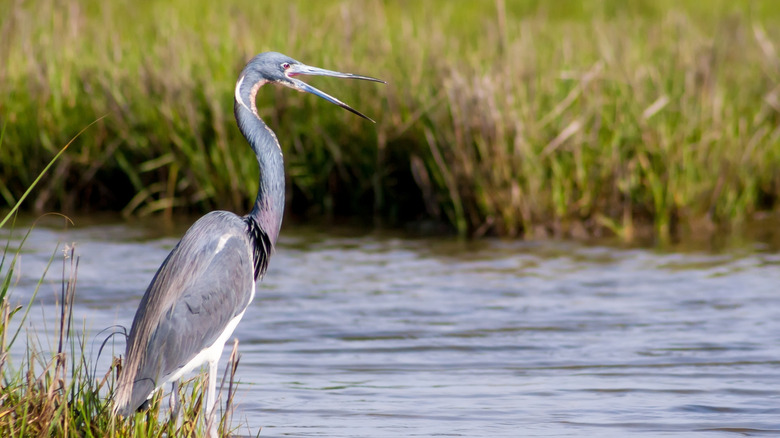 A heron stands in the marshland of Assateague Island, Maryland