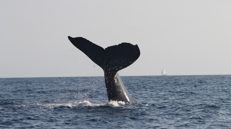 A humpback whale tail off the coast of Lahaina, Hawaii