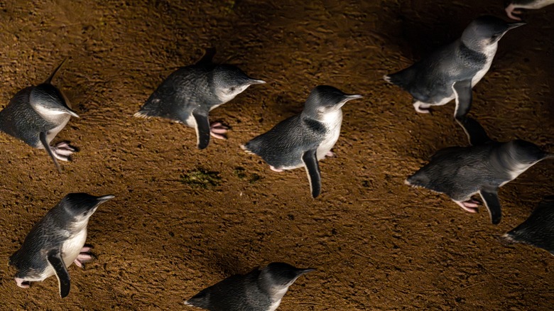 View of little penguins waddling across the sand during the nightly Phillip Island Penguin Parade in Melbourne