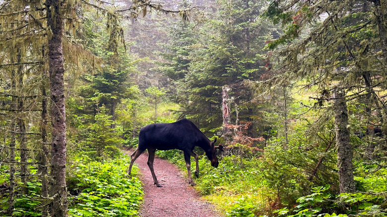 A moose crosses a trail in Isle Royale National Park, Michigan