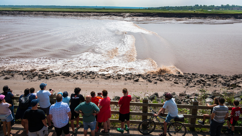 Tourists and a bicyclist watch the tidal bore at Bore Park, Moncton