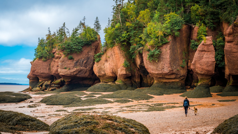 A woman walks her dog at Hopewell Rocks Provincial Park