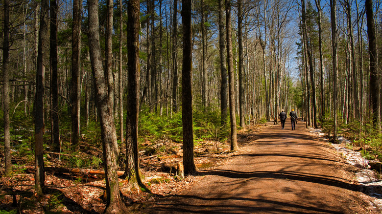 People walk in a trail in Irishtown Nature Park in Moncton