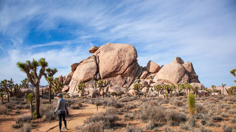 woman standing in Joshua tree forest on a hiking trail