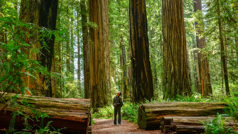 person standing on trail amid giant redwood trees